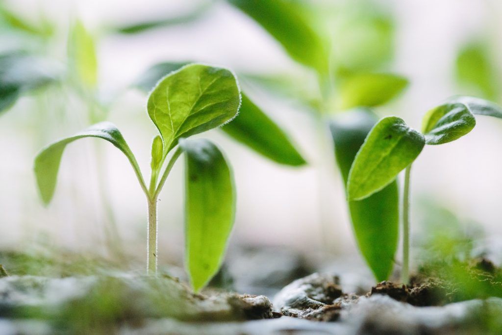 Growing plants