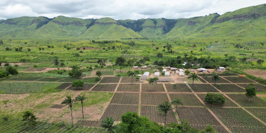 RougeCongo pépinière