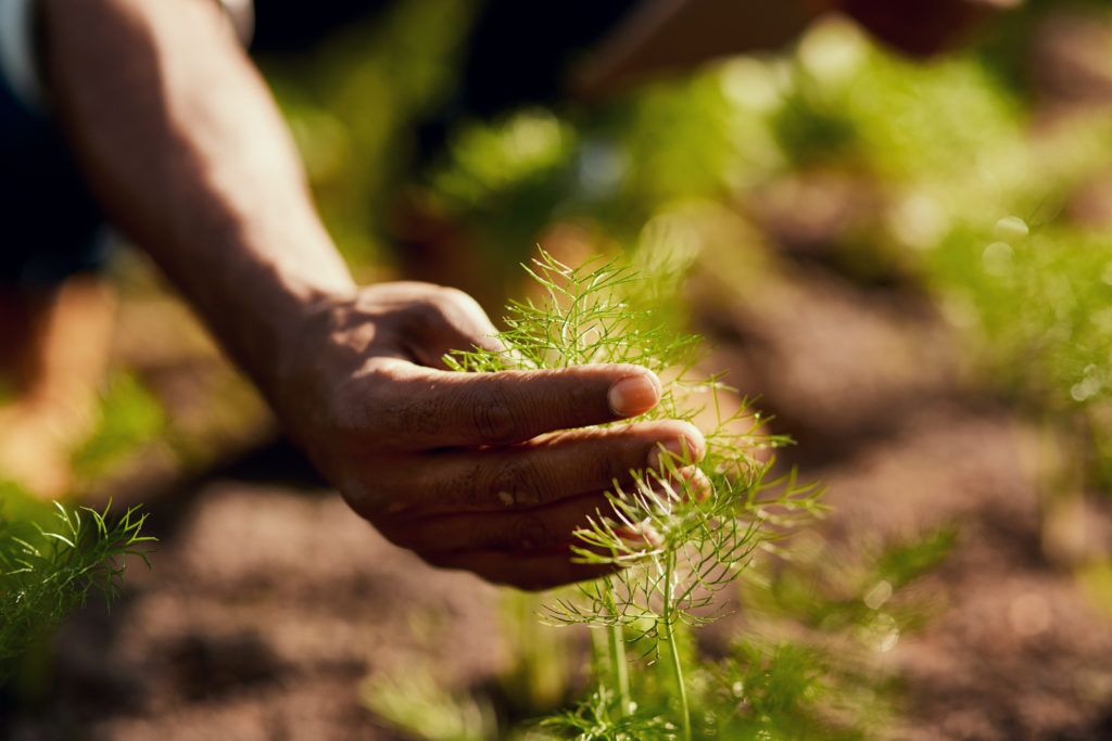 Agriculture hand