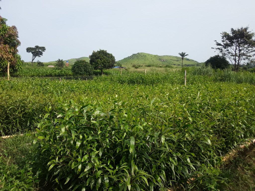 RougeCongo pépinière acacias et huilerie